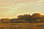 Bosque Del Apache sunrise